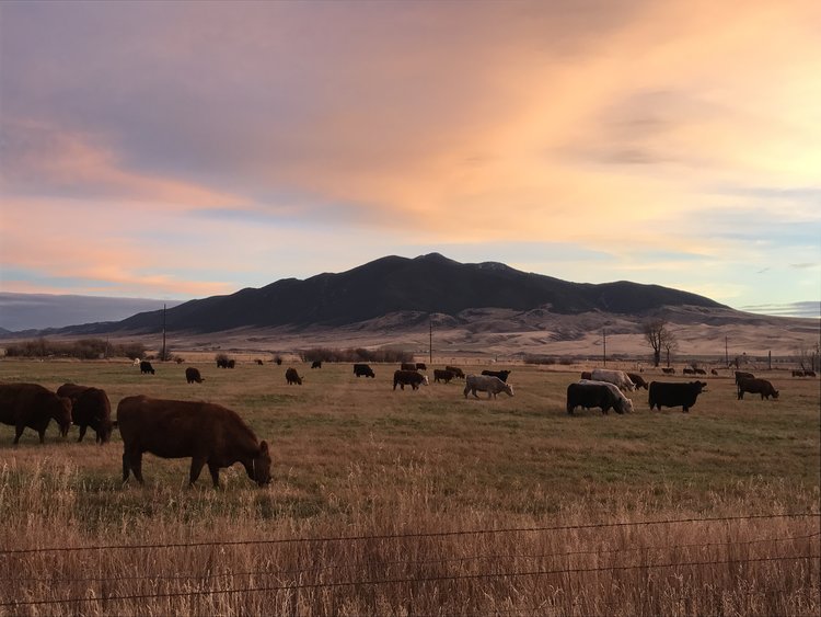 5L cattle grazing beneath Montana mountains at sunset