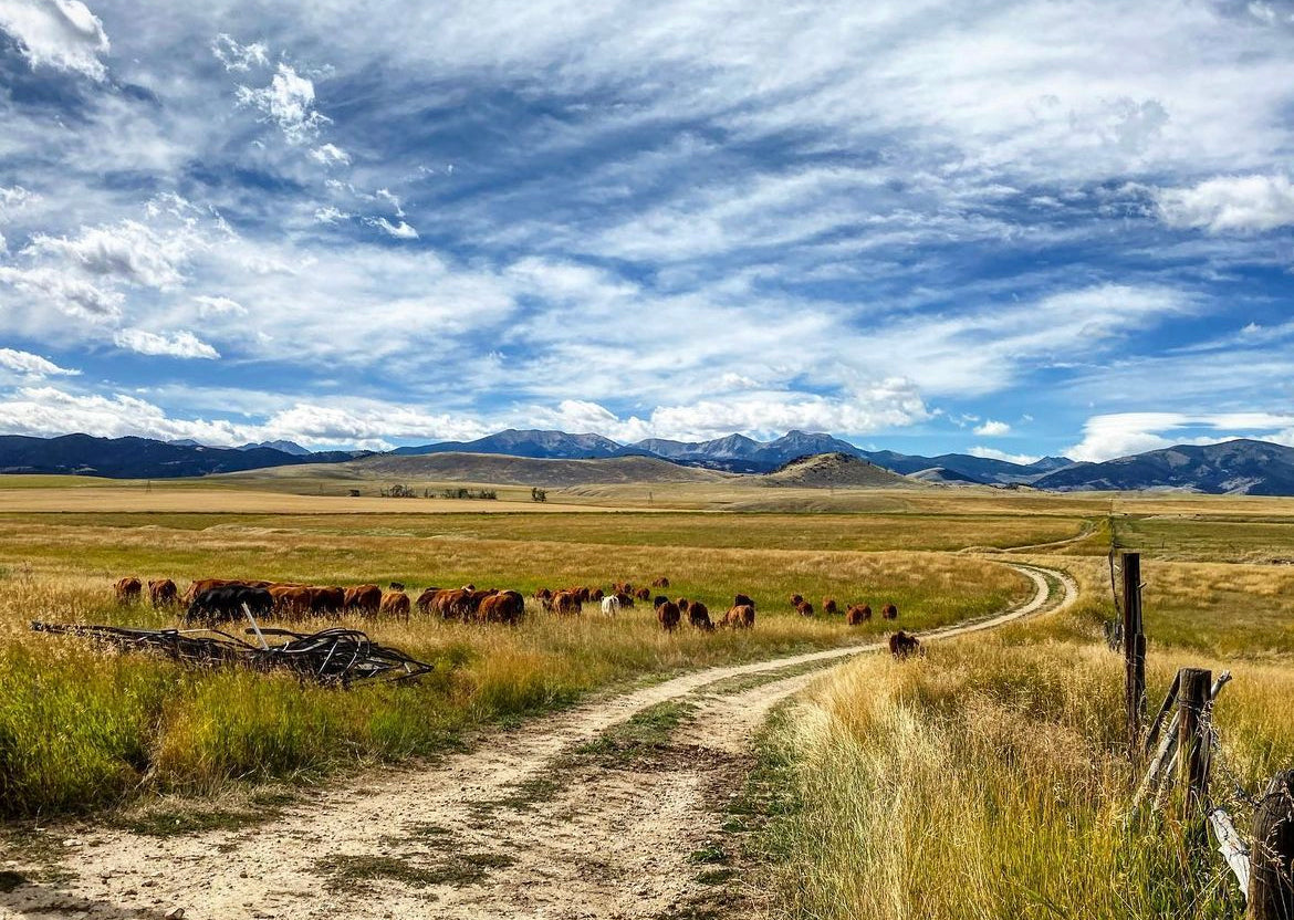 Montana cattle and a ranch road beneath mountain skies