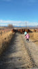 Kids walking with cattle on the 5L ranch